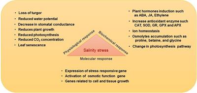 Plant Growth-Promoting Bacteria: Biological Tools for the Mitigation of Salinity Stress in Plants